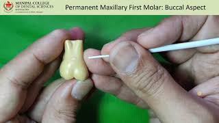 Permanent Maxillary First Molar buccal aspect