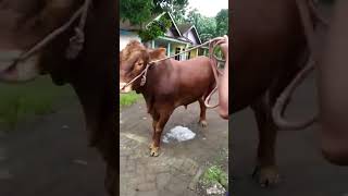 sapi limousine dugul calon 1ton up #sapijember #setiafarm #duniarojokoyo