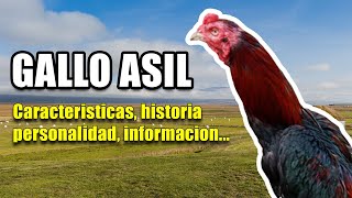 ✅ GALLO ASIL | INFORMACION, RAZA, CARACTERISTICAS PERSONALIDAD  #GalloAsil  #GalloAseel