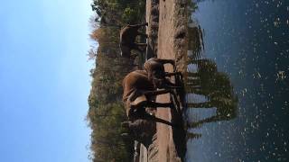 Pittsburgh Zoo- Elephants