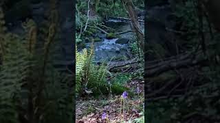 Beautiful waterfall, Downhill forest , Northern Ireland.#watersounds