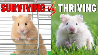 Why Small Cages Are HORRIBLE for Your Hamster