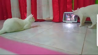 Cats watching  barbie movies video