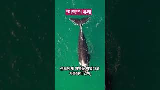 바다의 보물 "미역"의 유래