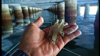 Pesca con camarón vivo debajo de un muelle || Fuga de Curvinasaurio||