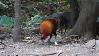 Red Junglefowl