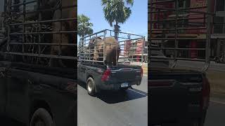 Baby elephant in Thailand #elephant #thailand #phuket