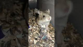 Lovely and cute pets hamster --006(1)