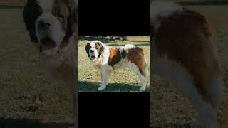 Saint Bernard Dog #Shorts #Viral Short