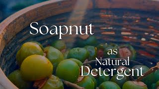 Soapnut as natural detergent | മണ്ണിൽ വിളഞ്ഞ സോപ്പ് | Soap Berries | Sarang Family | Dakshina