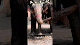 Free Elephant Safari #elephantride #elephantsafari #elephant #elephants #shorts #viralvideo