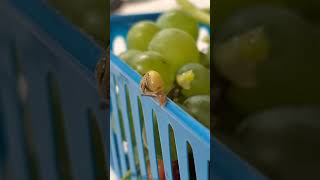 Happy Little Baby Snail 🐌 On a Grape Tray 💕