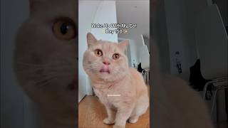 Talkative Cat Wants to Go Inside | Day 150 #britishshorthair #cutecat