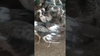 Peacocks #peacock #beautiful #birds #beauty #entertainment #zooanimals