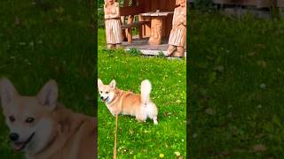 My Corgi: Happily Exploring a New Garden🦊🪴🌺🌼🌸🧐🤩🧡