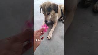 🫵🫵🫵इसको देखकर हंसी ना रोक पाओगे🙏🙏🙏😹😹😹🤩🤩🤩🫡🫡 #viral #comedy #dog #viralshort #funnyvideo #doglover