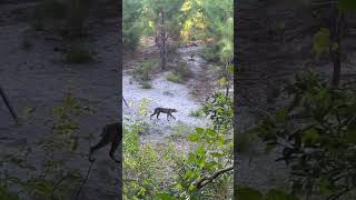 #bobcats are so cool! #nature #animals #cats #wildanimals #hunting #saddlehunting #florida