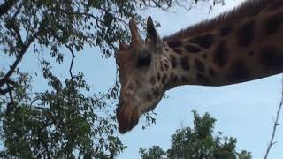 Meeting Giraffes up close and personal in the Uganda Wildlife Education Centre, Entebbe, Uganda