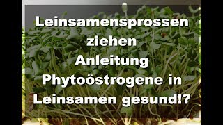 Leinsamensprossen ziehen- heftige Omega3 Quelle- Anleitung und Gründe. Phytoöstrogene gesund!?