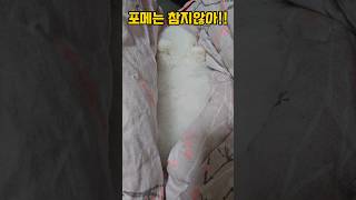 강아지를 돌아보게하는 그것 #dogshorts #shorts #강아지일상 #포메라니안 #귀여운강아지 #아기강아지 #puppy #funnyanimals #cutedogs #funny