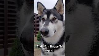 I'm happy to report!🤭 #dog #short   #trending #subscribe #cute #alaskanmalamutepuppy #funnydog