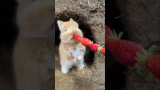 The Official Guide to Cute little rabbit standing at the hole eating strawberry #shorts