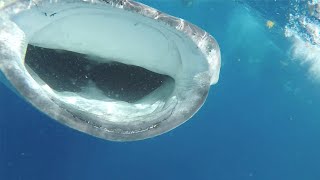 "Best Diving in Cozumel: Atlantic Manta Ray, and Whale Sharks"