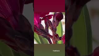 📔de voyage au Maroc -Mai 2024 - Marrakech -Riad 4 Jardins au petit matin 🧡Fleurs du Jardin…...