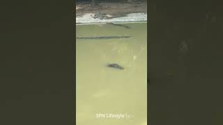 OMG ! Let's watching crocodiles in pool EP3 #short