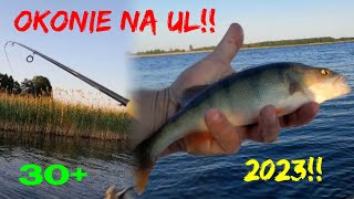 Okonie na UL | Wędkarstwo 2023!!