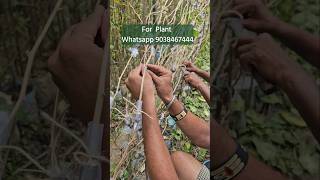 How to production bougainvillea plants