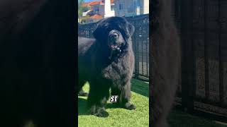 Newfoundland Dog Breed #newfoundland #dogbreed #puppy #dog #pets