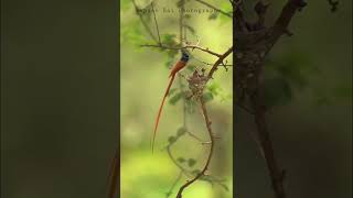 African Paradise Flycatcher feeding his chicks