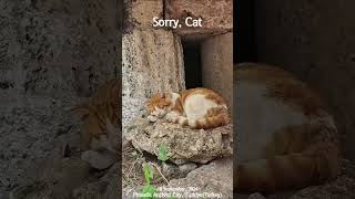 [4K] Sorry, Cat #shorts #cat #catvideos #catlover #catholic #catshorts  #turkey #고양이