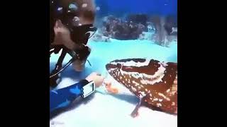 female scuba diver interacts with a fish