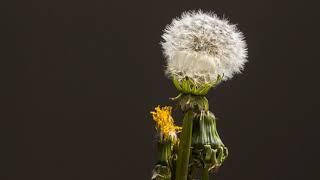 #Футаж одуванчик распускается ◄4K•HD► #Footage dandelion bloom