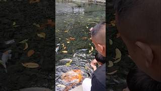 Ikan koi raksasa sumber koso ngawi #wisatangawi