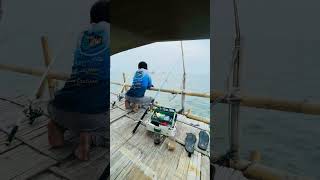 Wow menarik ikan besar #fishing #predatorrawa #bassfishing #mancingrawa #vidioshort #shortvideo