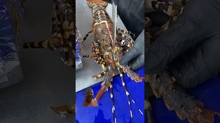 Thailand street food#Lobster grill Sunday special# How this lobster is prepared?viral video#