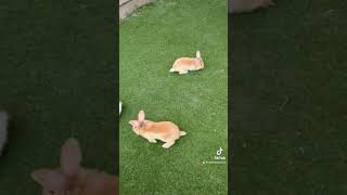 Sara and Tim | Bunnies | pet | #pets #shorts #rabbits