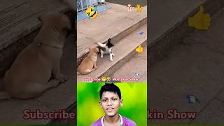 Cat 🐈 fights with cute 🥰 puppy 🐕😁🤣#shorts#youtubeshorts#animals#cute#puppy#cat#trending#comedy#