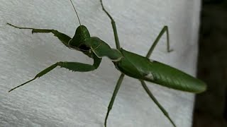 praying mantis(Mantis)Beautiful mantis