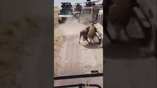 The wildebeest fought bravely  but.....😒 #watchtillend #safarimoments #safarisightings #subscribe