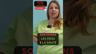 🐕SECRETS SANTÉ de CHIEN & PIPI ! Garder son chien en bonne santé avec nos émissions SOS CHIEN ! 🧐