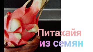 Выращиваю питахайю из семян # драгон фрут в домашних условиях