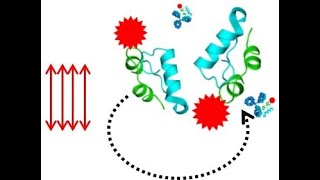 Webinar: Designing Tools and Materials to Create a Benchtop Window into the Islet-immune Interface