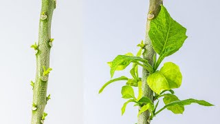 Jimson weed sprouts budding - time lapse [4K]