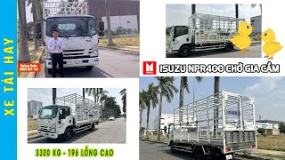 Review Chân Thật Xe Tải ISUZU NPR400 Chở Gia Cầm Với " 196 LỒNG " | Xe Tải Chở Gà - Vịt Bằng Lồng