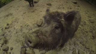 GOPRO and pigs:)