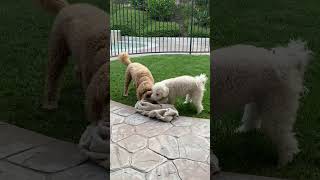 Dog fight over blanket